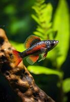 In the aquarium with plants and stones. The spinytail has a variety of color varieties including red, orange, yellow, blue and green. AI Generative photo