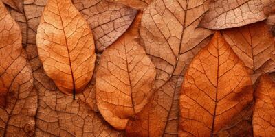 Close-up autumn dry leaf textured wallpaper. Created with AI tools photo