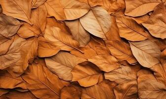 Close-up autumn dry leaf textured wallpaper. AI generative. photo