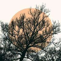 puesta de sol árbol rama silueta vector antecedentes