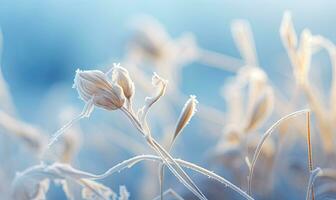 Frozen white roses in a frosty field. Created with AI photo