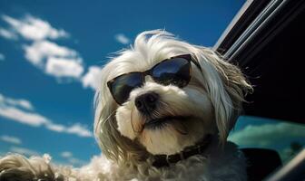 de viaje en estilo, esta alegre perro en Gafas de sol asoma desde un coche. creado con generativo ai herramientas foto
