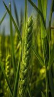 Green barley spike closeup, Green wheat, full grain, Close up of an ear of unripe wheat, AI Generative photo