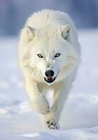 The Wolf Gaze, A Moment of Life in the Arctic Wilderness. AI Generative photo