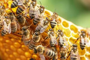 honey bees on honeycomb in apiary in summertime, Honey bees communicate with each other, AI Generative photo