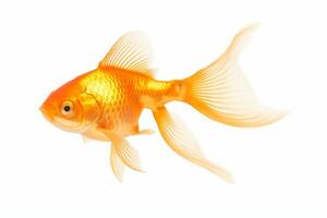 Gold fish on isolated White background ai generative photo