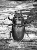 Male stag beetle with long and sharp jaws photo