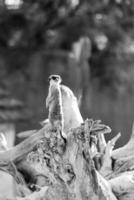 One little hairy meerkat sit on long dry tree, class suricate photo