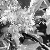 Winged bee slowly flies to the plant, collect nectar for honey on private apiary from flower photo