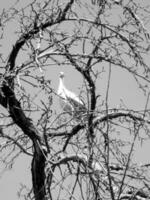 Beautiful bird stork with wings sits on branch of old tree photo