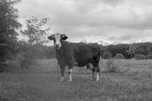 Photography on theme beautiful big milk cow grazes photo