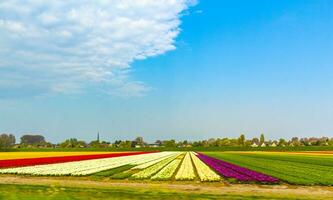 Passing the colorful red yellow green tulip fields Holland Netherlands. photo