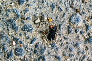 Red big ants dissect insects beetles in Germany. photo