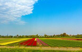 Passing the colorful red yellow green tulip fields Holland Netherlands. photo