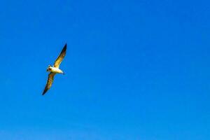 Flying seagulls birds with blue sky background clouds in Mexico. photo