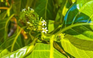 Noni fruit Morinda citrifolia with flowers popular with ants Mexico. photo