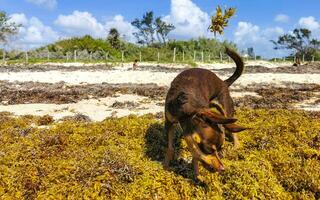 Brown cute funny dog play playful on the beach Mexico. photo