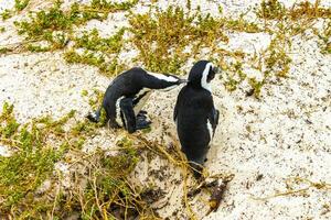 South african penguins colony of spectacled penguins penguin Cape Town. photo