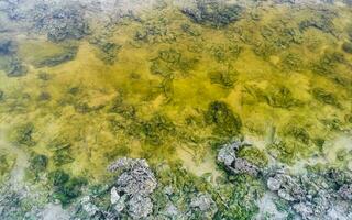 Stones rocks corals turquoise green blue water on beach Mexico. photo