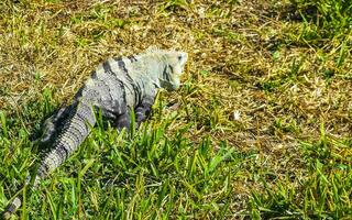 iguana sobre césped ruinas de tulum sitio maya templo pirámides méxico. foto