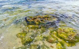 Stones rocks corals turquoise green blue water on beach Mexico. photo