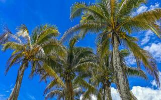 Tropical palm trees coconuts blue sky in Tulum Mexico. photo