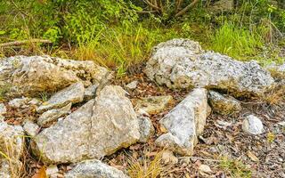 Iguana on rock tropical jungle Playa del Carmen Mexico. photo