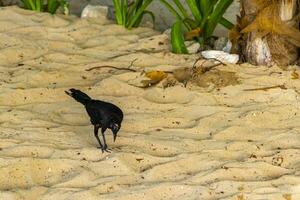 Great-Tailed Grackle bird birds walking on beach sand Mexico. photo