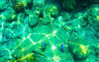 Snorkeling underwater views fish Corals turquoise water Rasdhoo island Maldives. photo