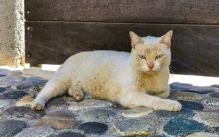 Cute stray cat sleeping and relaxing outside in free nature. photo