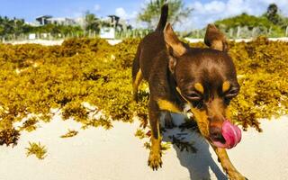 Brown cute funny dog play playful on the beach Mexico. photo