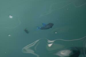 Snorkeling underwater views fish Corals turquoise water Rasdhoo island Maldives. photo