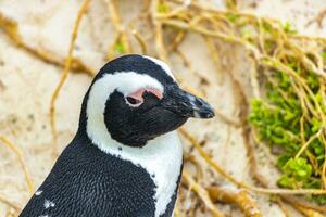 South african penguins colony of spectacled penguins penguin Cape Town. photo