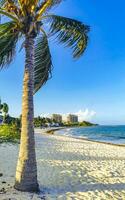 Tropical natural palm tree palms blue sky in Mexico. photo