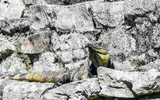 Iguana on rock Tulum ruins Mayan site temple pyramids Mexico. photo