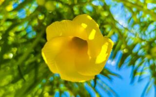 Yellow Oleander flower on tree with blue sky in Mexico. photo