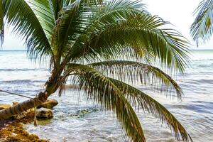 Tropical natural palm tree coconuts blue sky in Xcalacoco Mexico. photo