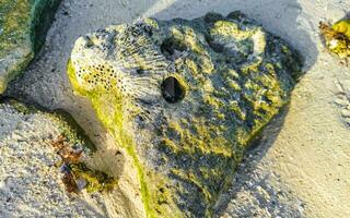 Stones rocks corals turquoise green blue water on beach Mexico. photo