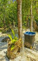 Tropical jungle and nature with trees branches plants flowers Mexico. photo