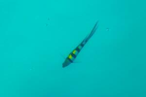 Snorkeling underwater views fish Corals turquoise water Rasdhoo island Maldives. photo