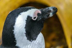 sur africano pingüinos colonia de con gafas pingüinos pingüino capa ciudad. foto