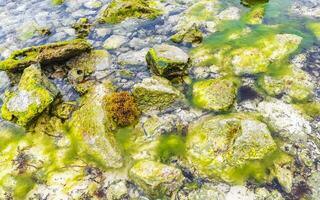 piedras rocas corales turquesa verde azul agua playa mexico. foto