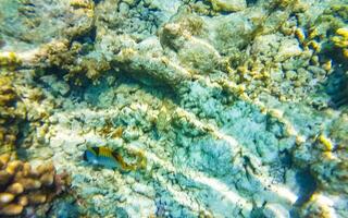 Snorkeling underwater views fish Corals turquoise water Rasdhoo island Maldives. photo