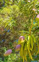 Green and yellow mangoes ripen and hang on mango tree. photo