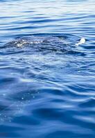 enorme tiburón ballena nada en la superficie del agua cancún méxico. foto