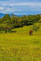 Cows grazing on pasture in the mountains forests Costa Rica. photo