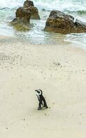 sur africano pingüinos colonia de con gafas pingüinos pingüino capa ciudad. foto