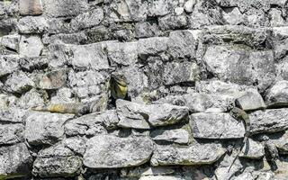 Iguana on rock Tulum ruins Mayan site temple pyramids Mexico. photo