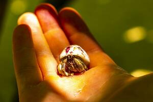 Holding hermit crab in hand on Rasdhoo island Maldives. photo