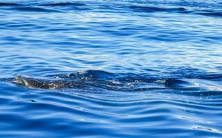 Huge whale shark swims on the water surface Cancun Mexico. photo